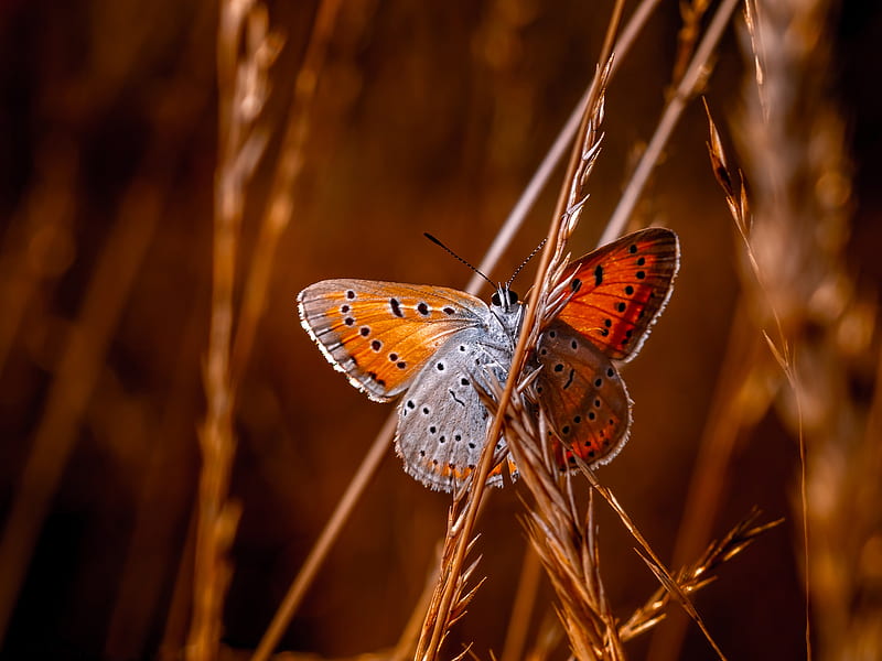 Animal, Butterfly, Insect, Macro, HD wallpaper