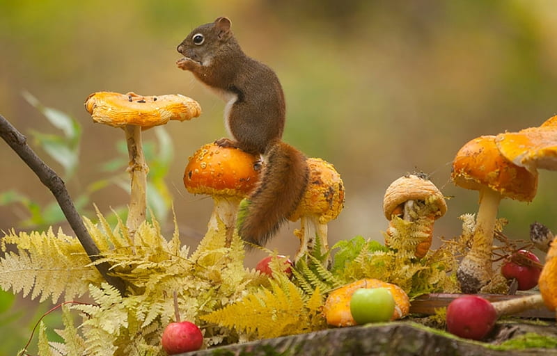 •ღ✿ღ•, fall, autumn, squirrel, animal, HD wallpaper