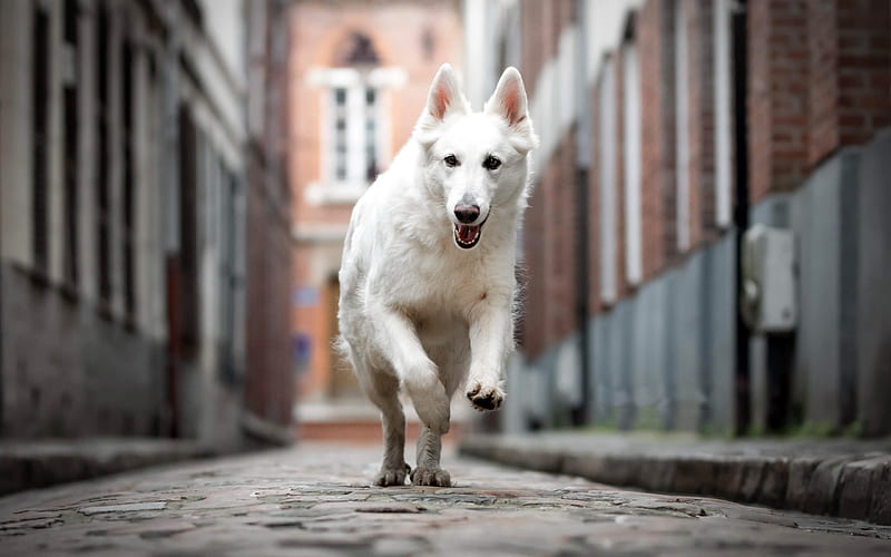 White Shepherd, street, pets, running dog, White Swiss Shepherd, dogs, Berger Blanc Suisse, White Shepherd Dog, HD wallpaper
