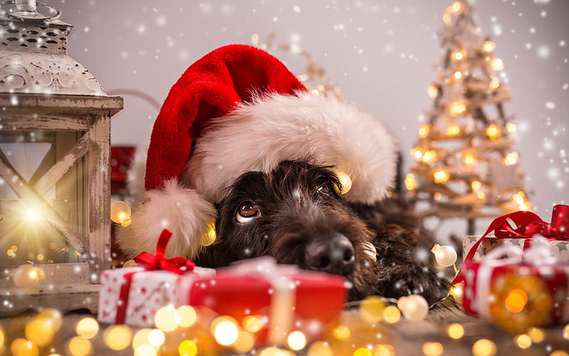 Christmas, cute dog, pets, Christmas decoration, Santa Claus, Merry Christmas, HD wallpaper