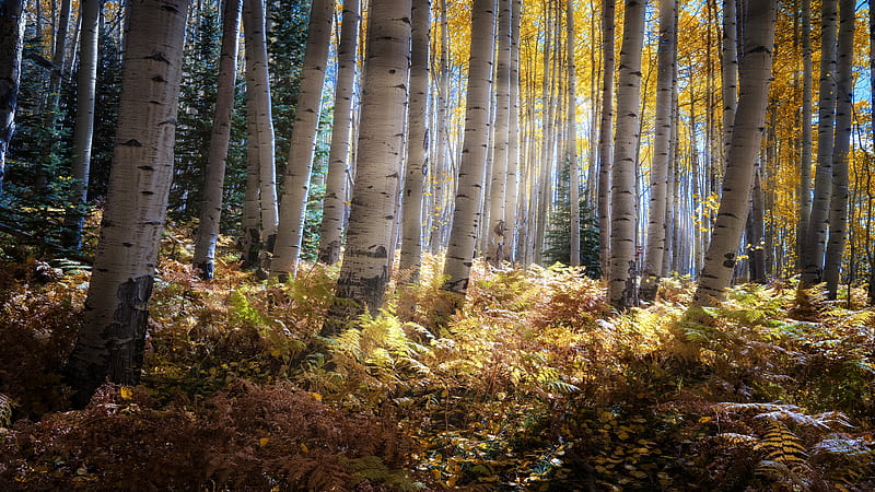 Earth, Birch, Fall, Fern, Forest, Sunbeam, Thicket, HD wallpaper
