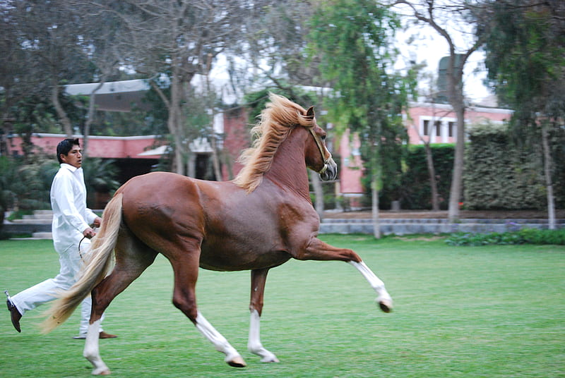Fancy Prancer, equus, horse, paso fino, prancing, HD wallpaper