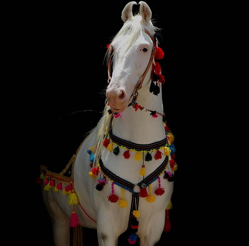 Ready For The Ocassion, cremello, indian, indigenous, india, marwari, horses, HD wallpaper