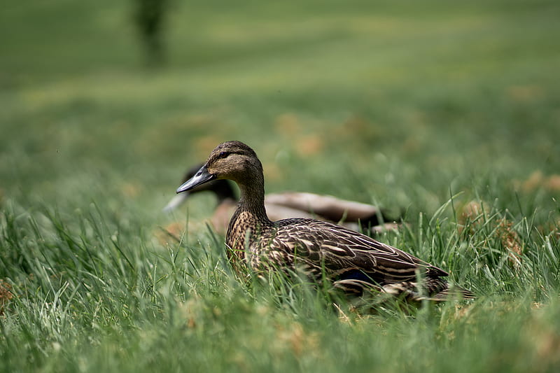brown and black duck on green grass during daytime, HD wallpaper