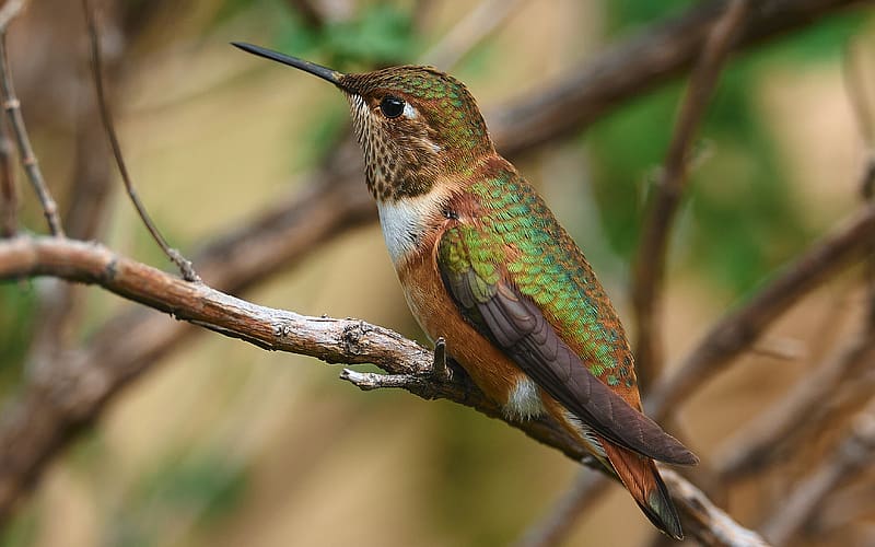 Hummingbird, bird, nature, ornithology, macro, HD wallpaper