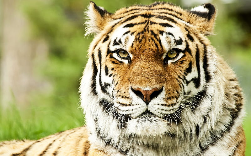 Tiger Face Predator-Animal, HD wallpaper