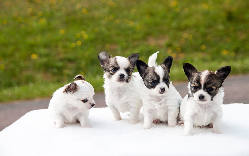 Chihuahua puppies, dogs, family, gray-white chihuahua, cute animals, pets, Chihuahua Dog, HD wallpaper