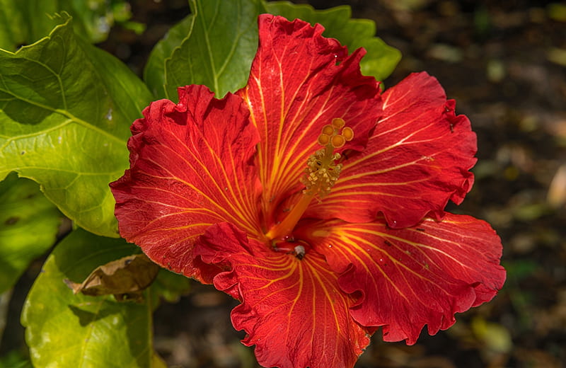 Red Hibiscus, Close up, Red, Hibiscus, Flower, HD wallpaper