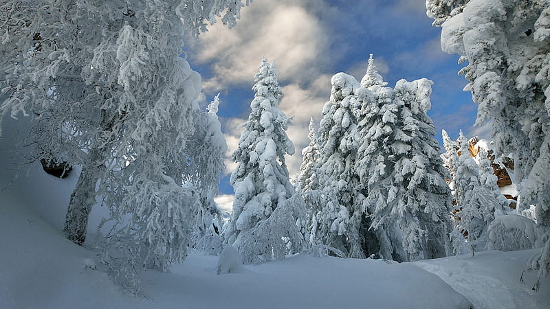Snow Covered Forest With Snow Covered Trees During Winter Nature, HD wallpaper