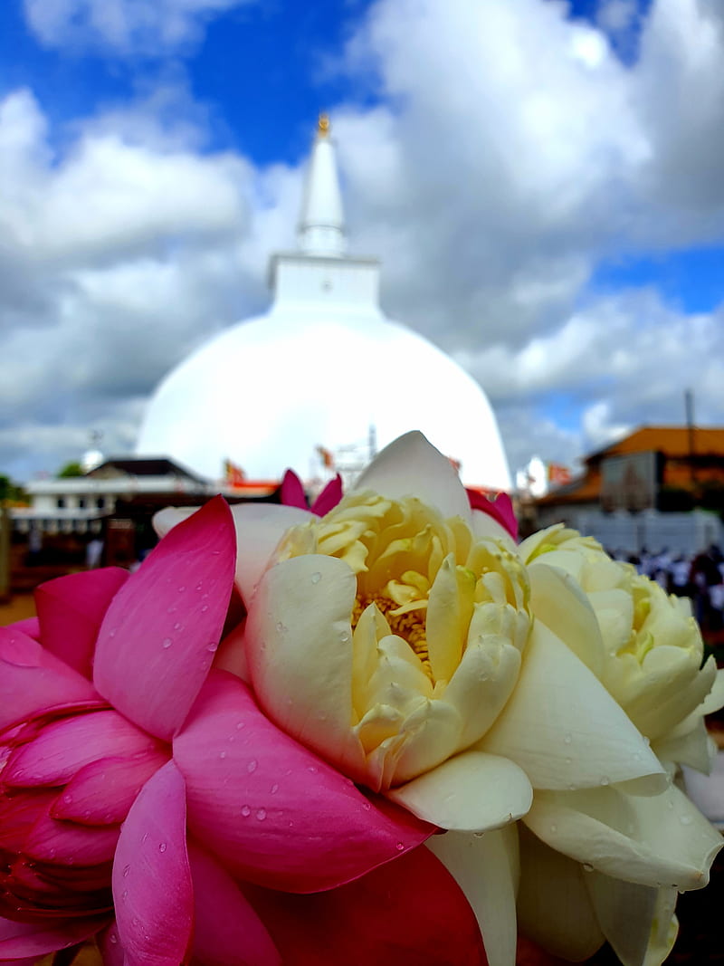 Anuradhapura, buddha, budhism, flower, red, religious, sky, sri lanka, temple, white, HD phone wallpaper