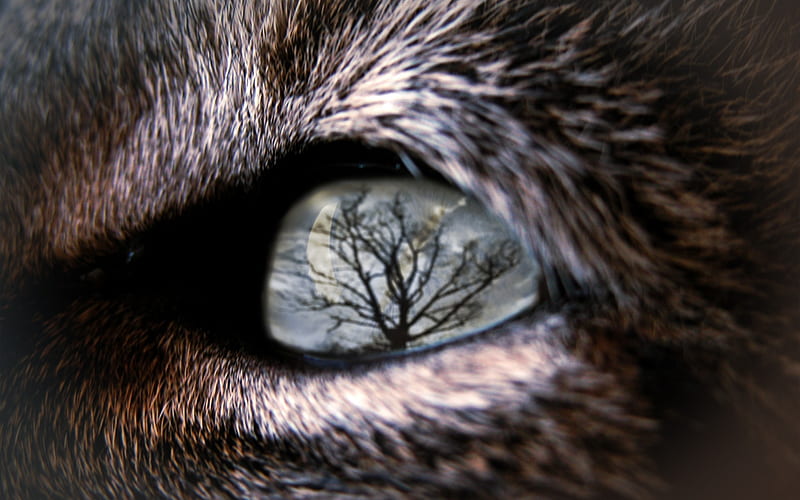 cats eye veiw, tree, 3d, graphy, cg, reflection, cat, fur, animal, HD wallpaper