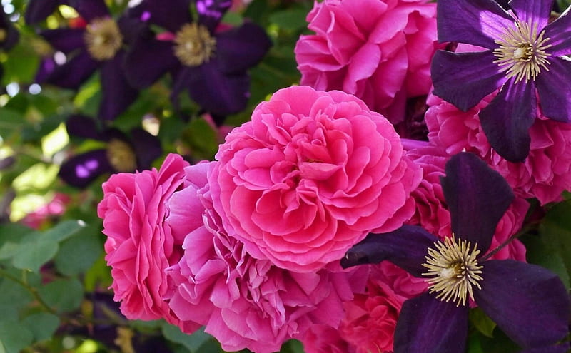 Flowers, purple, rose, flower, summer, clematis, pink, HD wallpaper