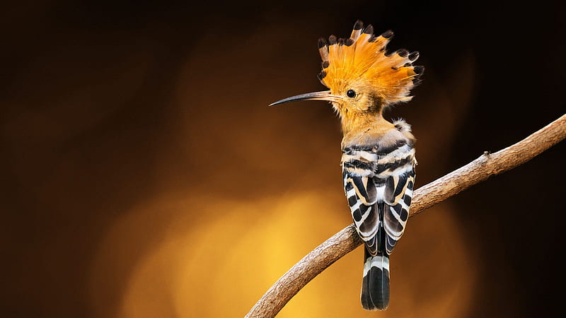 7,100+ Hoopoe Bird Stock Photos, Pictures & Royalty-Free Images - iStock