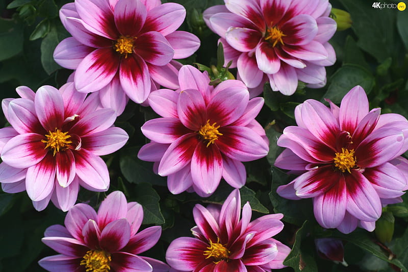 Pink Dahlias, blossoms, summer, garden, petals, HD wallpaper