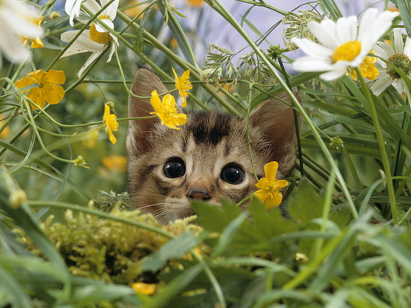 Cat among flowers, feline, flower, cat, kitten, daisy, animal, HD wallpaper