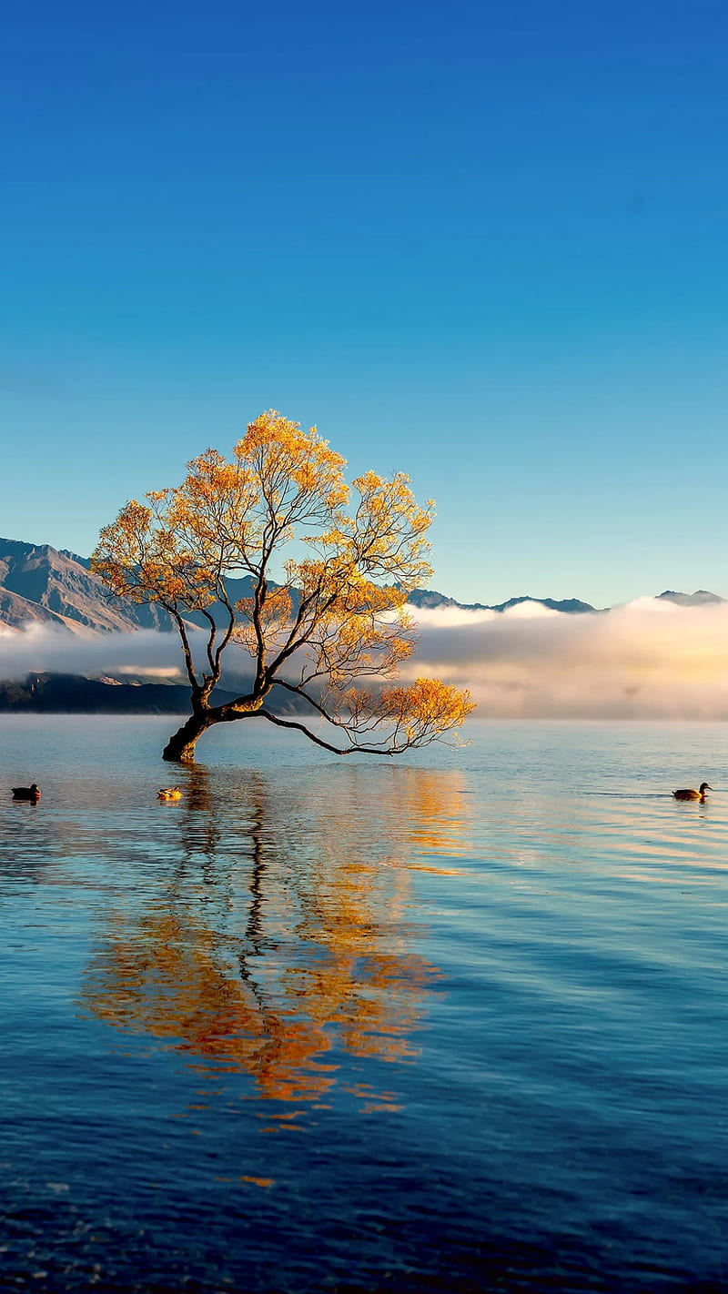Lonely tree, blue, blue water, ducks, lake, nature, single, yellow tree, HD phone wallpaper