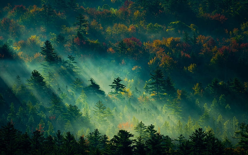 foggy forest, mist, sunbeams, trees, england, scenery, Nature, HD wallpaper