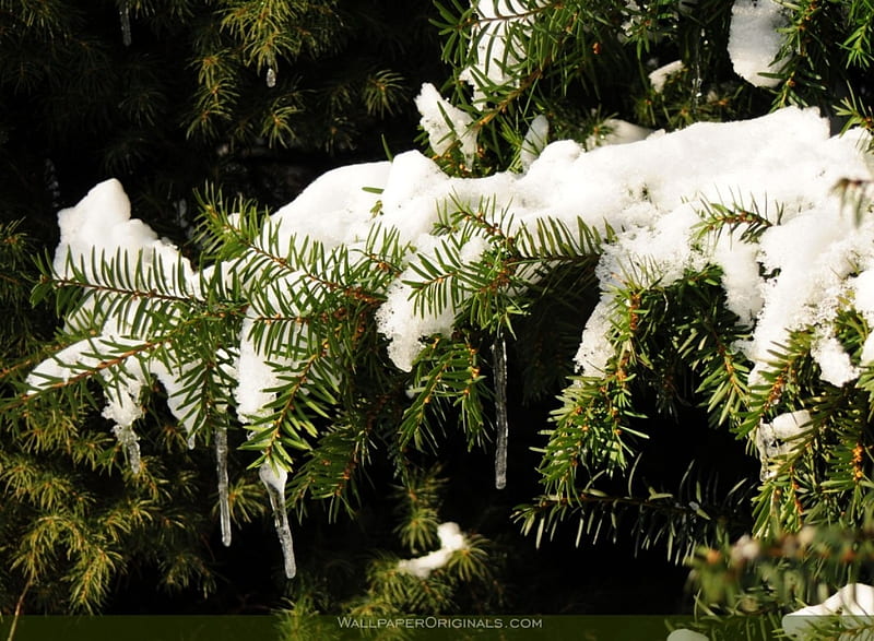 Snow Burdened Pine, icicle, pine needles, green, ice, trees, cold, HD wallpaper