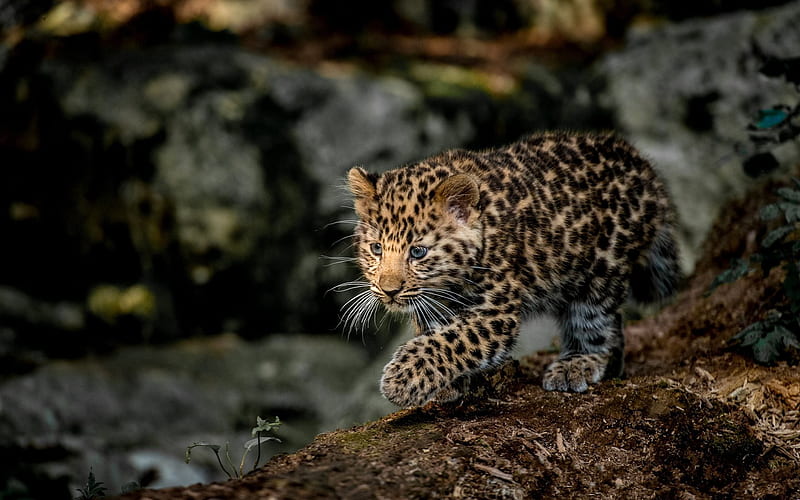hunting, leopard, cub, predators, wildlife, HD wallpaper