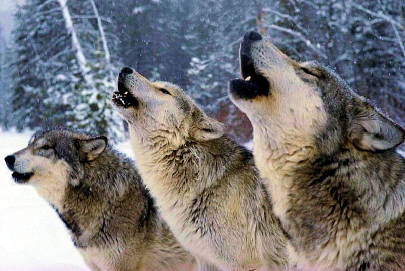 Wolveshowl, predator, snow, nature, wolf, wolves, howling, winter, HD wallpaper