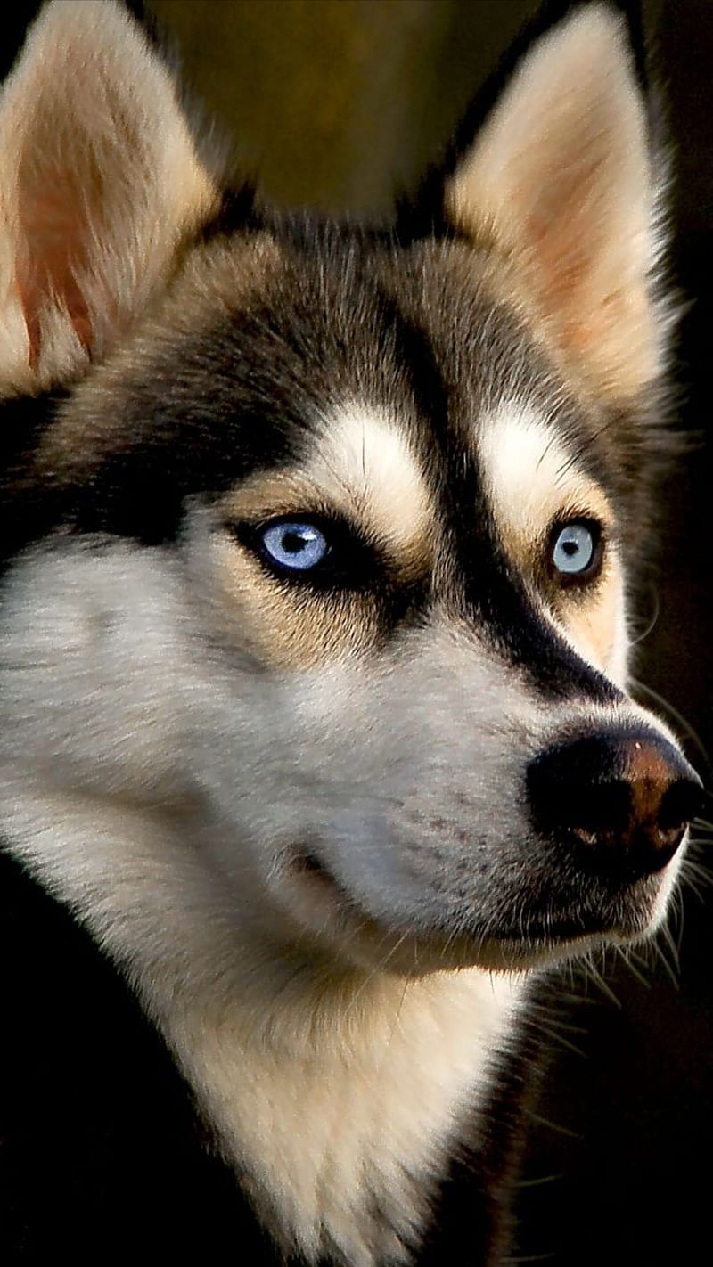 husky, animal, blue, dog, eyes, face, HD phone wallpaper