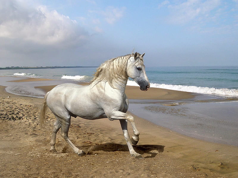 Grey Andalusian by the Sea (Horse), grey andalusian, ocean, by the sea, horse, andalusian, grey horse, sea, HD wallpaper