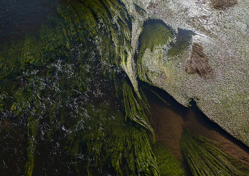 algae, water, glare, waves, wavy, HD wallpaper
