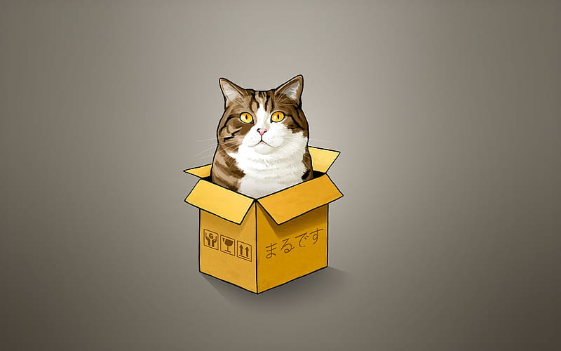 cat, box, minimal, creative, HD wallpaper