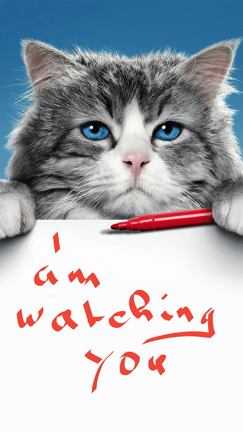 Humor, animal, cat, funny, letters, pen, pet, saying, words, HD phone wallpaper