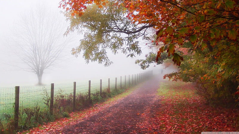 Foggy day, fall, autumn, ranch, fog, mist, leaf, tree, leaves, nature, colours, field, scene, landscape, HD wallpaper