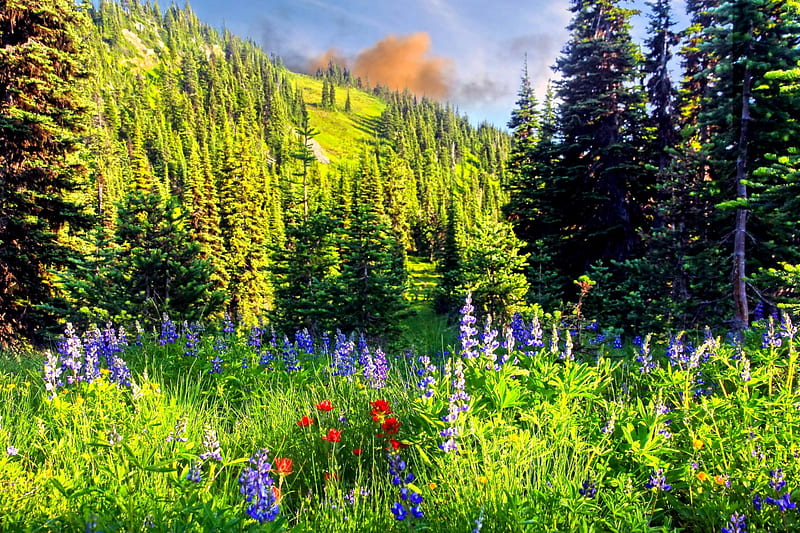 WILD BEAUTY, hills, forest, grass, sky, clouds, tree, splendor, mountains, flowers, nature, landscape, HD wallpaper