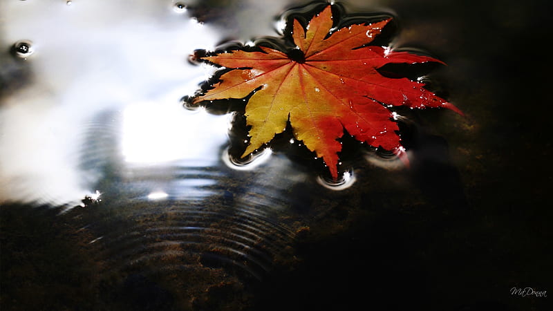 Floating Autumn, fall, autumn, water, maple, firefox persona, oak, lake, leaf, HD wallpaper