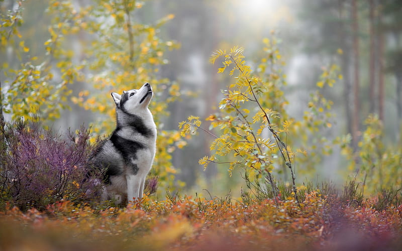 Siberian husky, autumn, forest, big gray dog, pets, dogs, husky, HD wallpaper