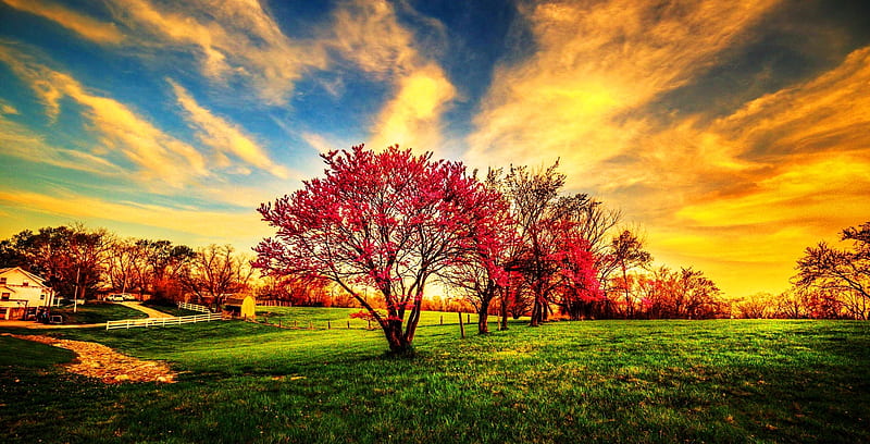Wonderful colors, nature, sunrise, tree, sky, HD wallpaper