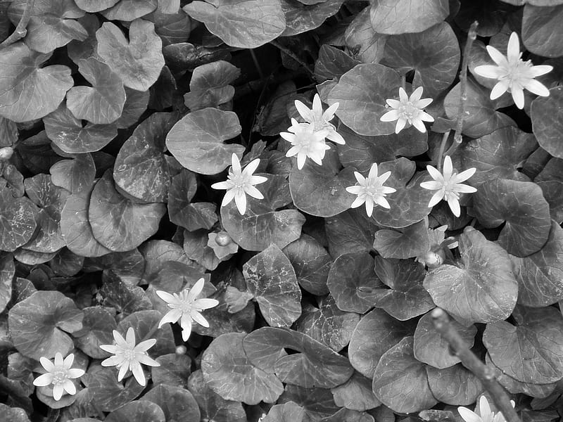 Black & White Flowers, black and white, flowers, gray scale, white flowers, HD wallpaper