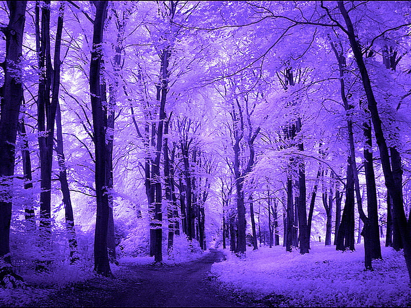 Purple Dreams, purple, woods, nature, forests, other, HD wallpaper