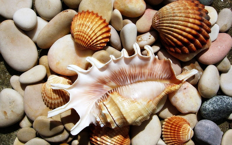 Seashells, beach, Pebbles, Scallop Shells, HD wallpaper