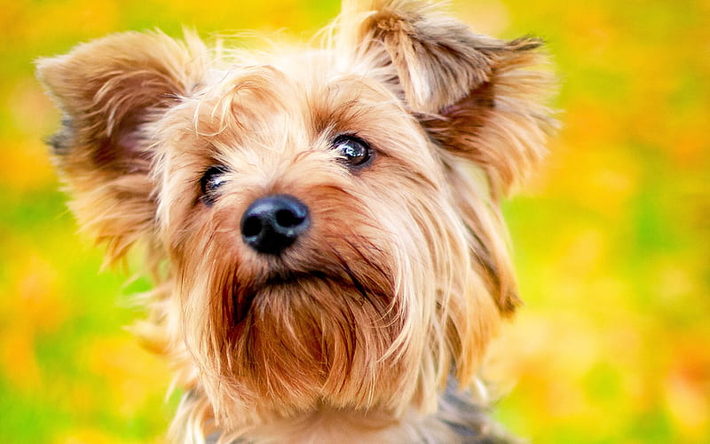 Yorkie, close-up, Yorkshire Terrier, autumn, cute animals, pets, dogs, Yorkshire Terrier Dog, HD wallpaper