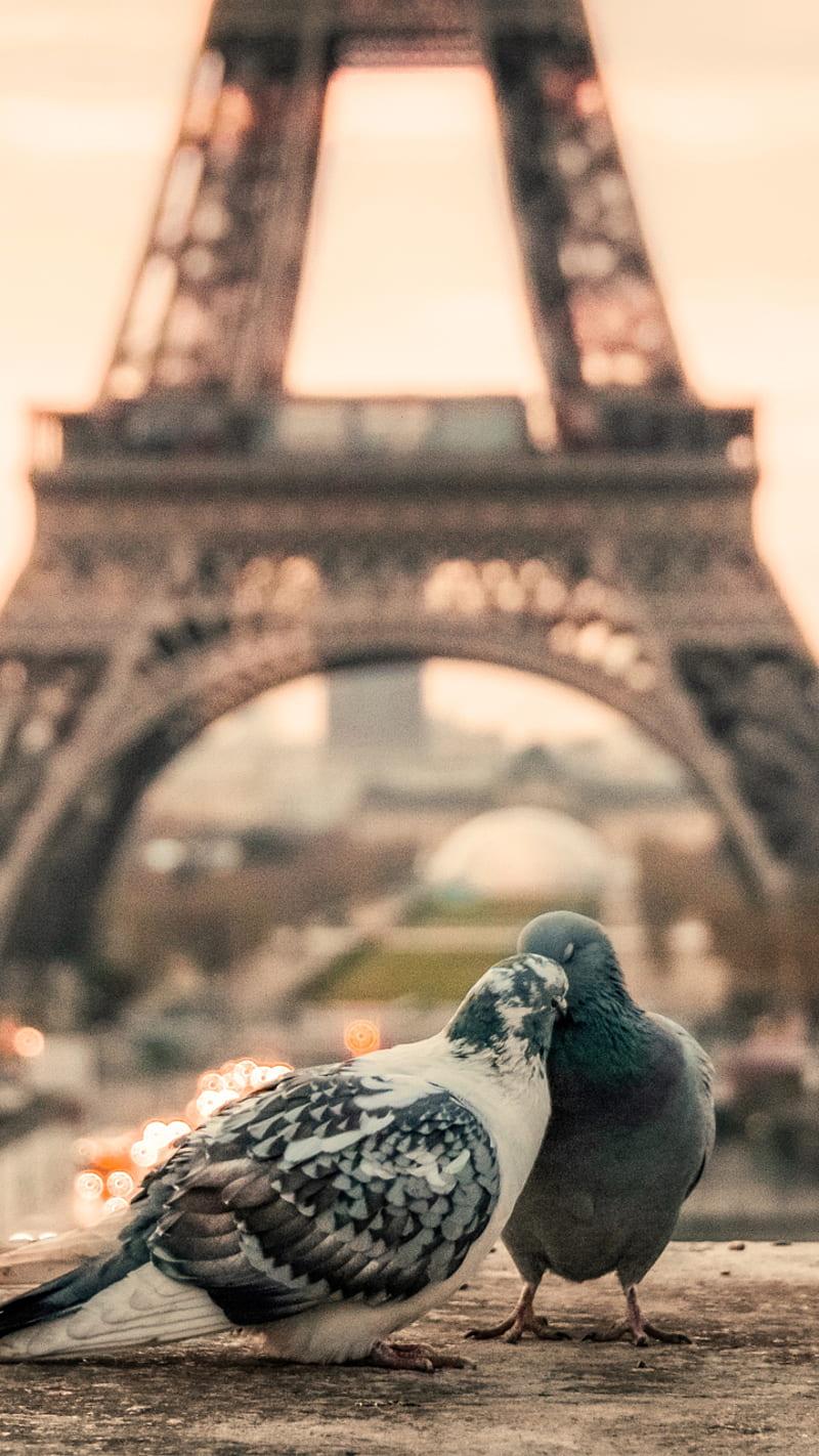 Paris, bird, dove, eiffel tower, love, pigeon, HD phone wallpaper | Peakpx