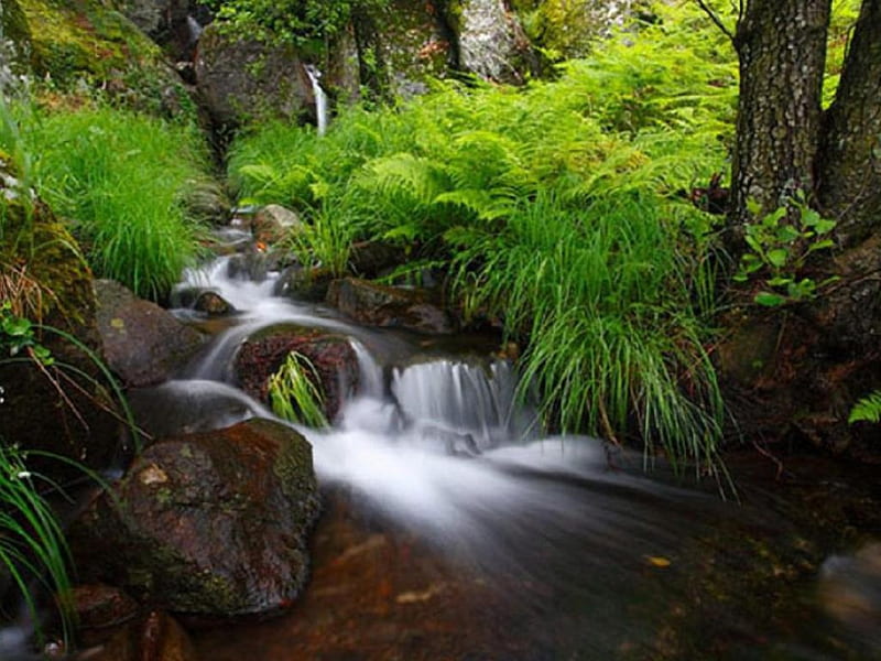 Deep In The Forest, waterfall, forest, river, trees, HD wallpaper