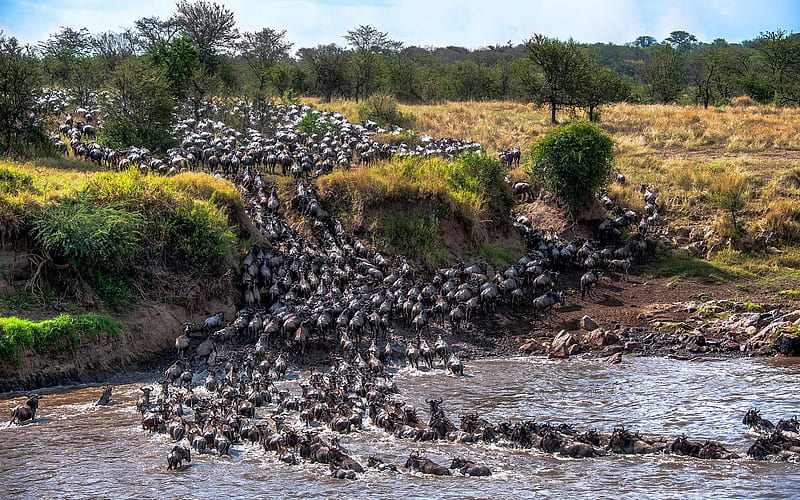 Migration crossing the Mara River, Africa, Wildebeast, Trees, Africa, River, HD wallpaper