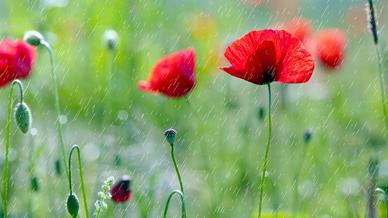 Poppies Rain Shower, wild flowers, grass, poppies, green, bright, shower, rain, field, Firefox Persona theme, HD wallpaper