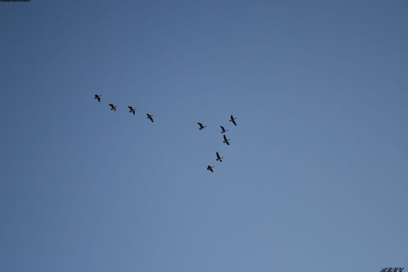 Flying in V shape, geese, graphy, birds, sky, blue, HD wallpaper