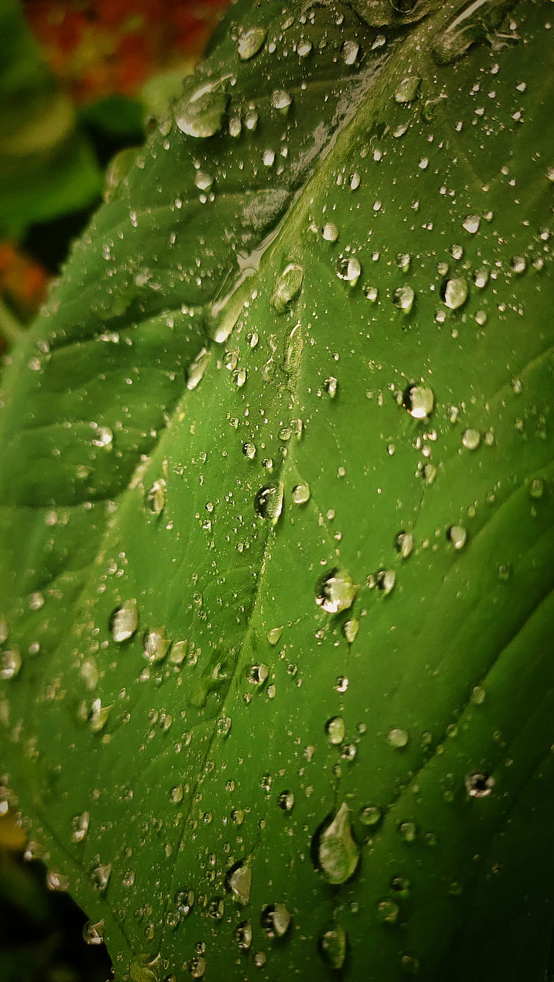 Raindrops, drops, kerala, koothattukulam, malayalam, nature, rain ...