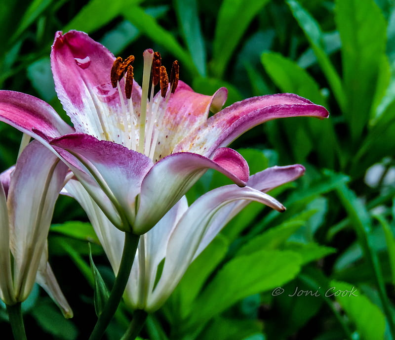 Lirio de tigre, flor, púrpura, Fondo de pantalla HD | Peakpx