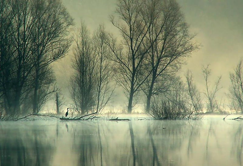 Frosty River, grpahy, bonito, trees, lake, winter, cold, snow, beauty, nature, river, reflection, hpoto, white, bulgaria, HD wallpaper