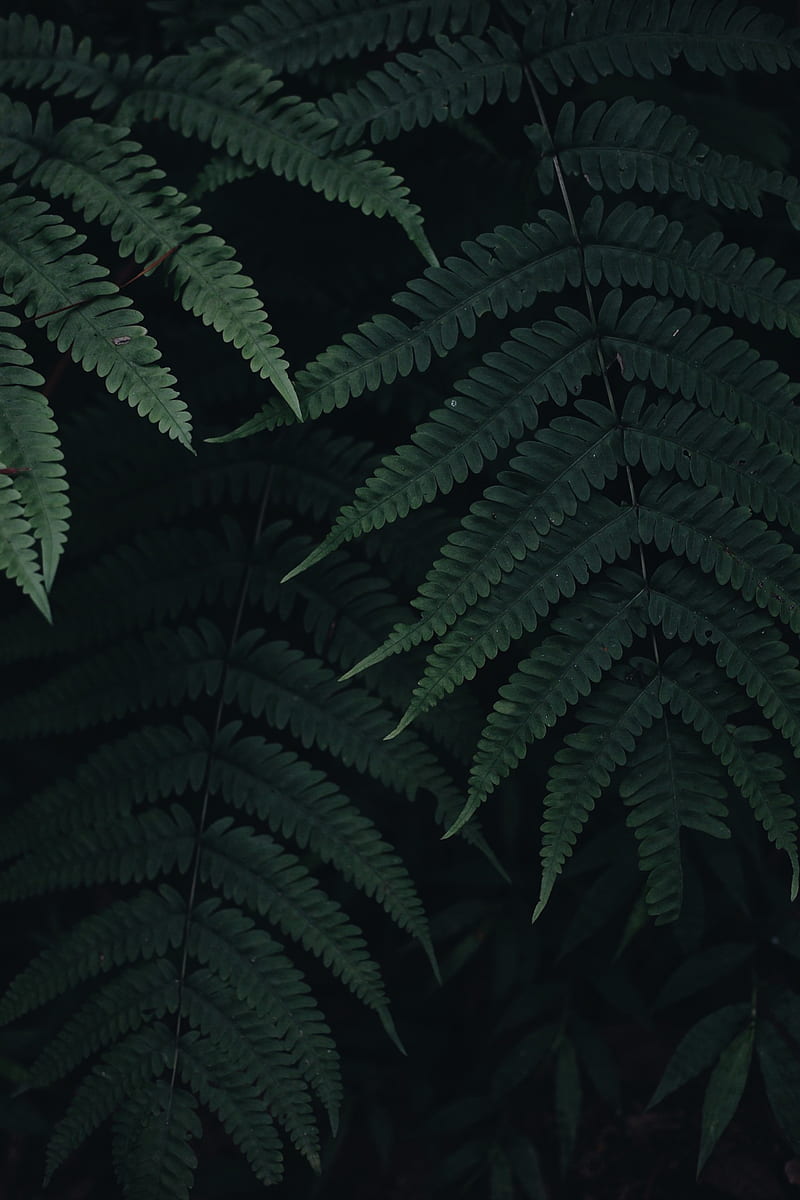 fern, leaves, plant, green, dark, HD phone wallpaper