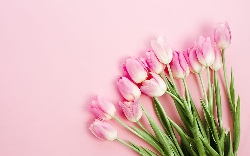 pink tulips, bouquet, tulips on a pink background, floral background, spring flowers, tulips, HD wallpaper