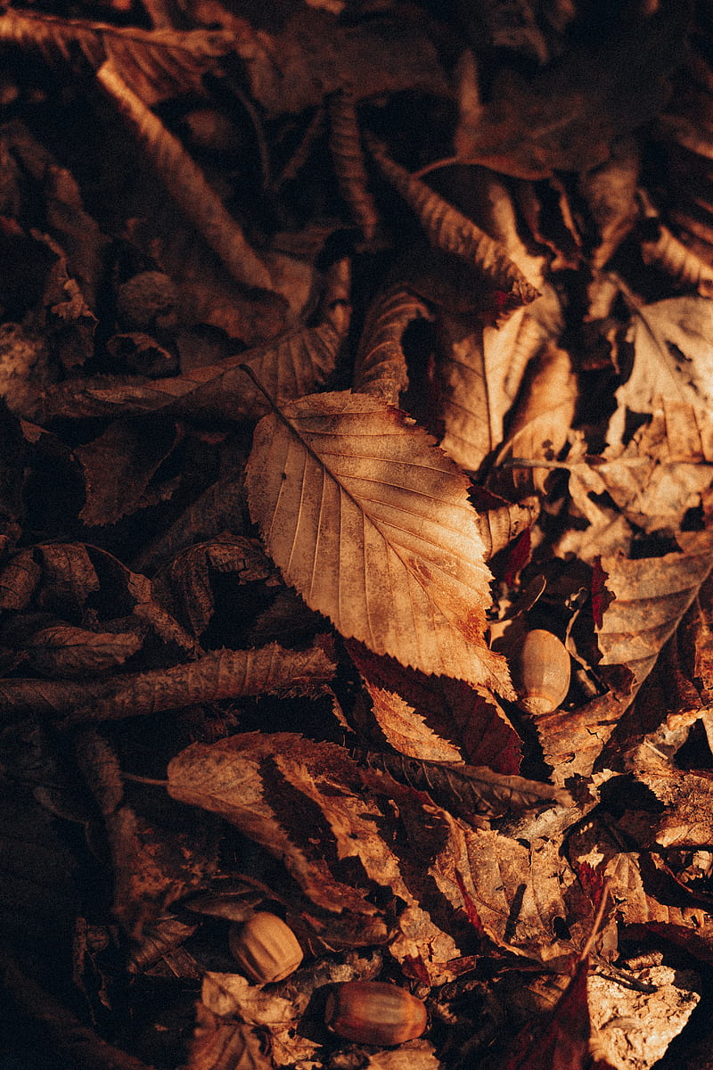 foliage, leaf, autumn, dry, HD phone wallpaper