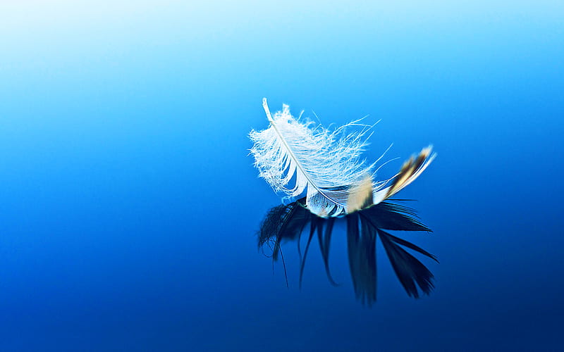 Fether Floating, feather, water, HD wallpaper